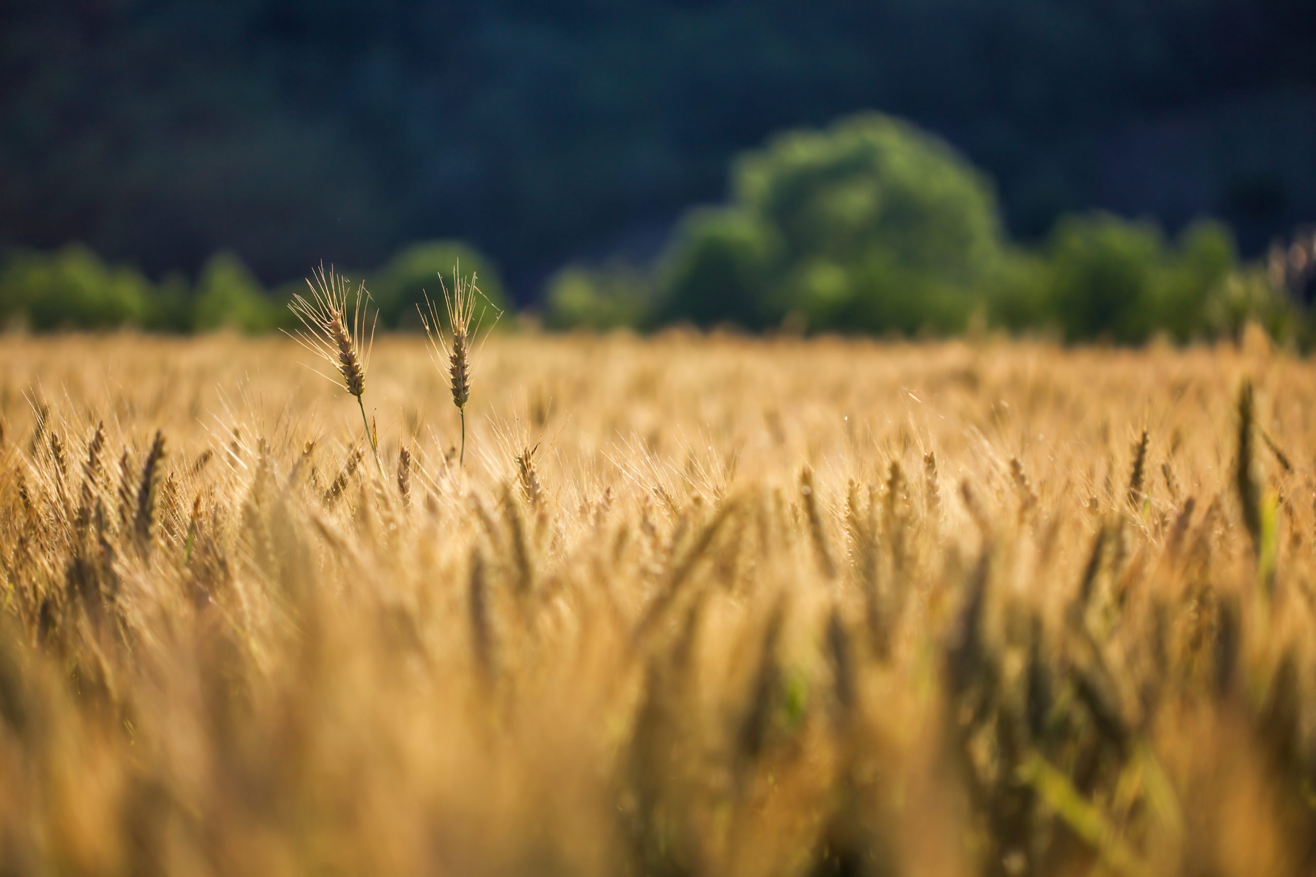 Selective shot of golden wheat in a wheat field with a blurred background Selective shot of golden wheat in a wheat field with a blurred background