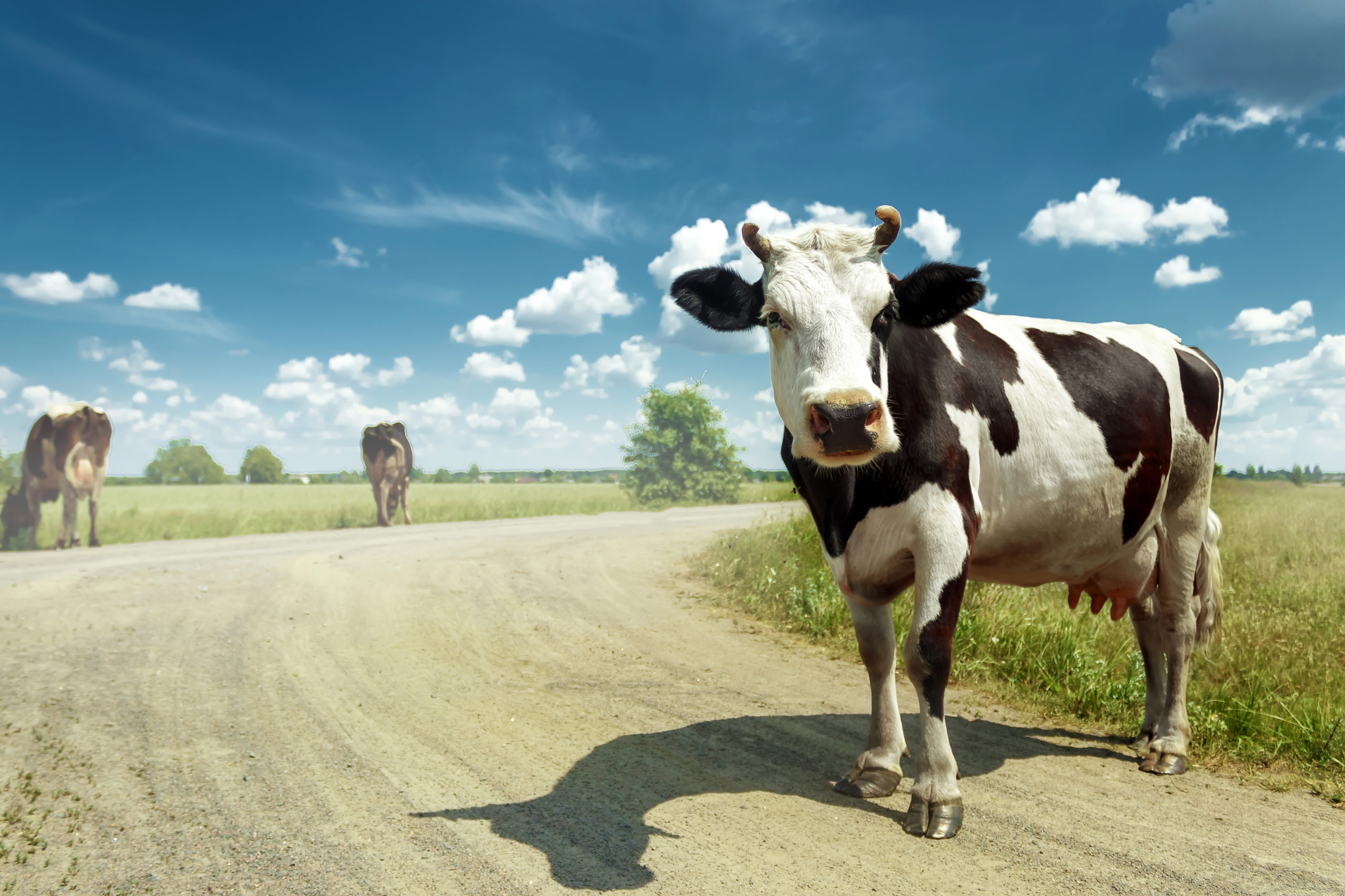 Spotted cow grazing on a beautiful green meadow against a blue sky. Livestock, farming. Spotted cow grazing on a beautiful green meadow against a blue sky. Livestock, farming.