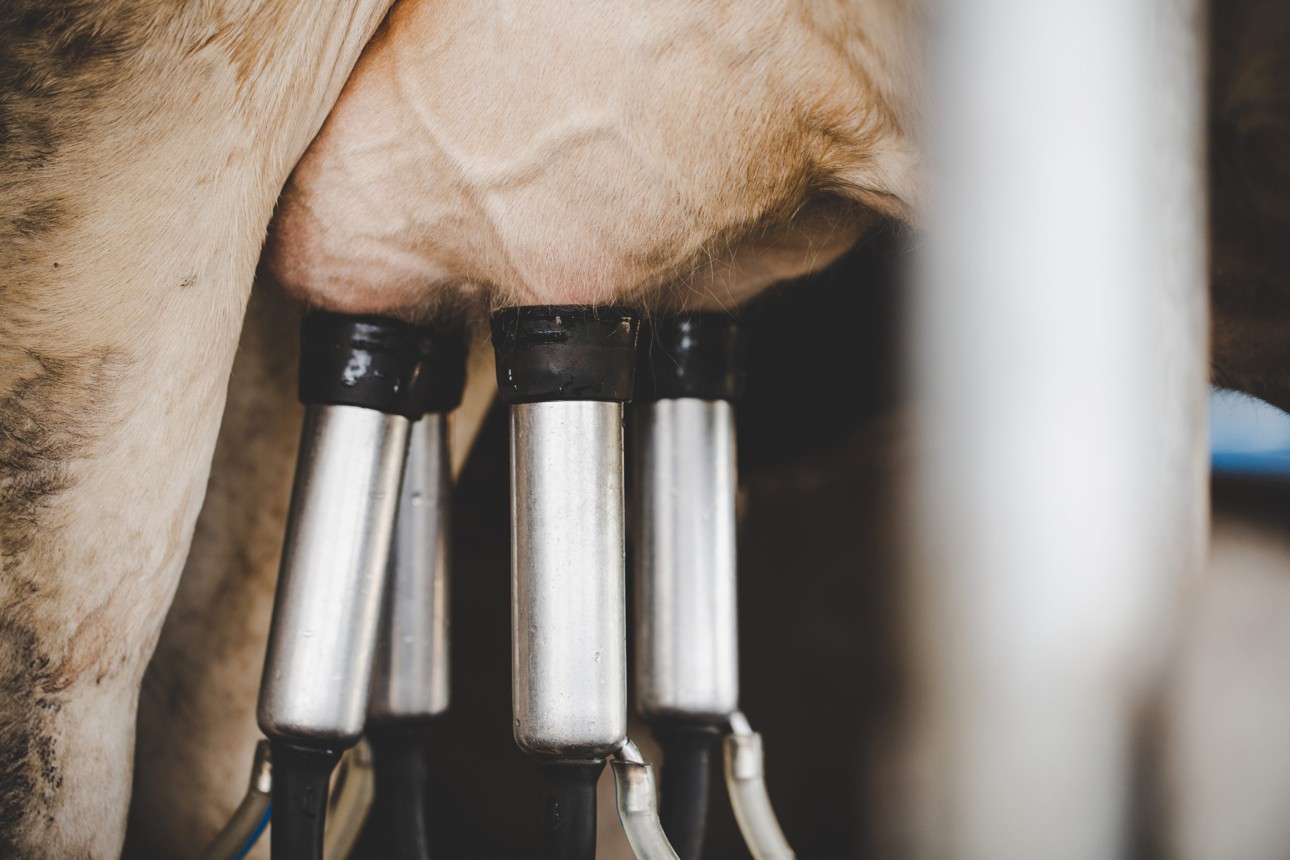 Cow milking facility and mechanized milking equipment Cow milking facility and mechanized milking equipment