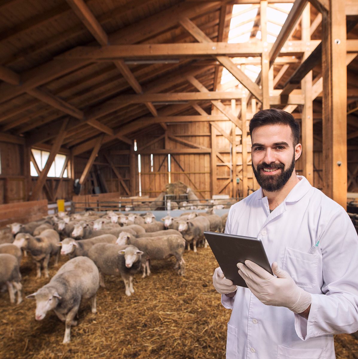 portrait-veterinarian-dressed-white-coat-with-rubber-gloves-standing-sheep-domestic-farm-edited-scaled portrait-veterinarian-dressed-white-coat-with-rubber-gloves-standing-sheep-domestic-farm-edited-scaled